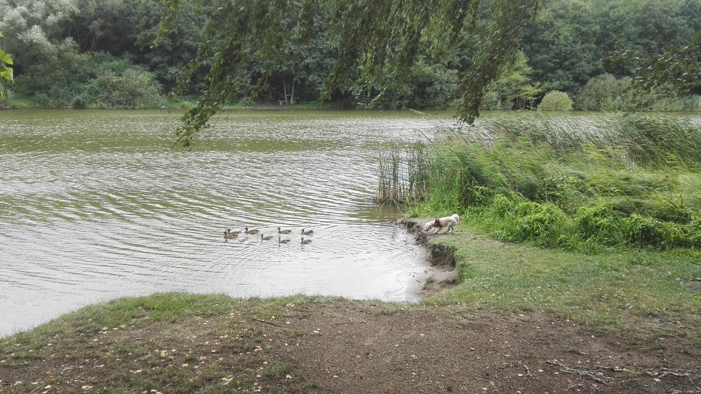 Nyirjes Vendégház Balassagyarmat Esterno foto